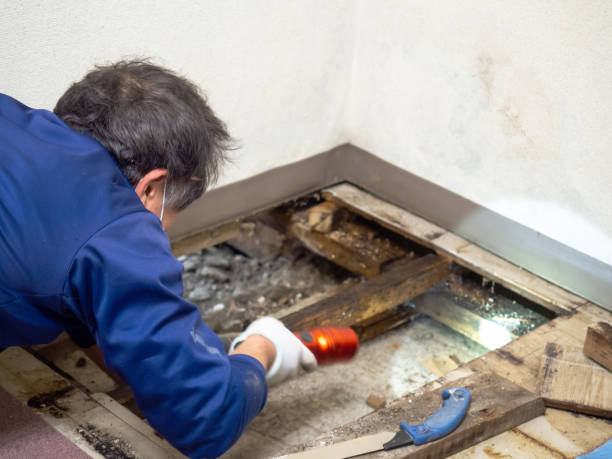 Best Home Mold Removal  in Huntsville, AR
