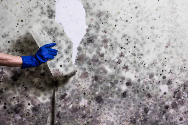 Best Attic Mold Removal  in Huntsville, AR